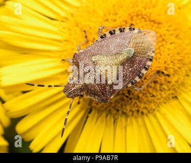 Behaart (Dolycoris baccarum Shieldbug) saß oben auf der Fleabane Blume. Tipperary, Irland Stockfoto