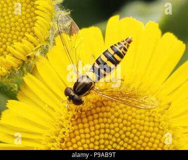 Sphaerophoria sp. Hoverfly weiblichen Fütterung auf gemeinsame Berufskraut (Pulicaria dysenterica) Tipperary, Irland Stockfoto