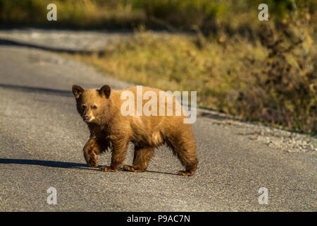 Black Bear (Ursus americanus) junge blonde Cub, Überquerung der Straße, auf der Suche nach Nahrung. Waterton National Park, Albeta, Kanada Stockfoto