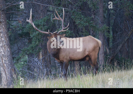 Ein schöner Bullenelch, Cervus canadensis, während der Rut. Stockfoto