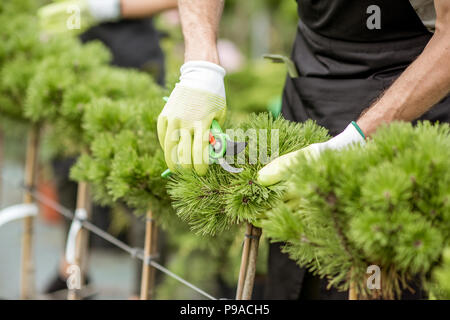 Arbeitnehmer beschneiden Zierbäume mit Cutter im Gewächshaus, Nahaufnahme Stockfoto