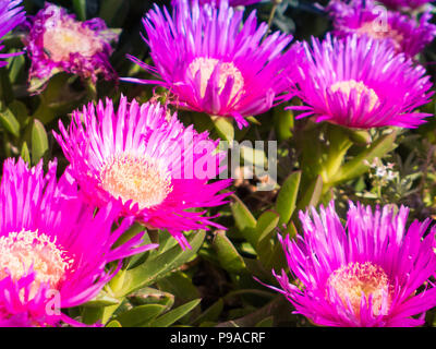 Carpobrotus ist eine Gattung der Boden - Kletterpflanzen mit saftigen Blätter und große Daisy - wie Blumen. Stockfoto