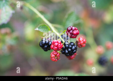 Himbeeren, Brombeeren oder taubeeren (Rubus) Beeren Makro auf Zweig Stockfoto