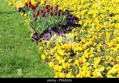 Tulpen und Stiefmütterchen auf dem Beet Stockfoto