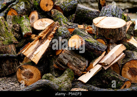 Ein Rahmen aus Holz liegt auf einem Hügel im nassen Gras. Der Baum ist mit Moos bedeckt. Stockfoto