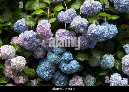 Schönen Garten Blumen, Blau Bigleaf Hydrangea, Hydrangea macrophylla, Hortensia, Garten Grenze Stockfoto