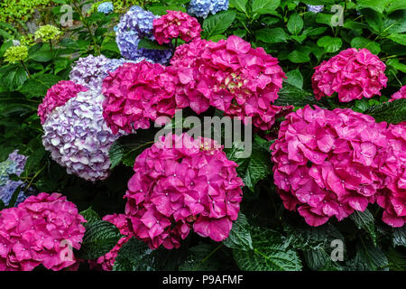 Red Bigleaf Hydrangea, Hydrangea Macrophylla 'Alpengluhen', Hortensia Stockfoto