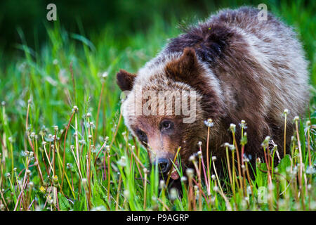 Grizzly Bear Cub (Ursus arctos Horribilis) Cute Grizzly Cub Fütterung auf Gras und Löwenzahn. Kananaskis, Alberta, Kanada Stockfoto