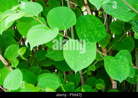 Japanischer Knöterich, Fallopia japonica Stockfoto