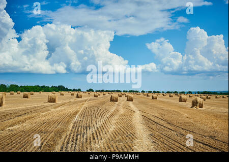 Hay Field und schönen blauen Himmel. Die Landwirtschaft. Ländliche Natur. Farm Land. Gelb goldenen Ernte im Sommer. Landschaft Landschaft. Mir bei Erntebeginn Hilfestellung Stockfoto