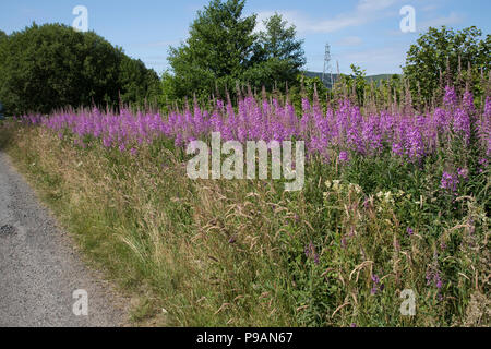 Die großen Banken der Rosebay Chamaenerion weidenröschen Weidenröschen oder Ungeschnittenen angustifolium Blüte am Straßenrand kurz vor Schottland Großbritannien Stockfoto