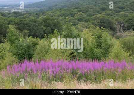 Die großen Banken der Rosebay Chamaenerion Weidenröschen oder Fireweed angustifolium Schottland Großbritannien Stockfoto