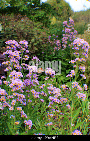 Ein Cluster von lila Astern mit Monarch Butterfly zu den Blumen in einem wildflower Garten festhalten Stockfoto