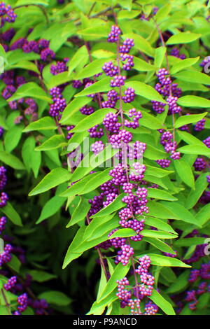 lila Strauch Beeren Stockfotografie Alamy