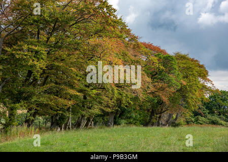 Clitheroe, Lancashire. 17. Juli 2018. UK Wetter: Buche Bäume ihre Herbst Farben angezeigt und fallen die Blätter in der Mitte des Juli, Whitewell, Clitheroe, Lancashire. Quelle: John Eveson/Alamy leben Nachrichten Stockfoto