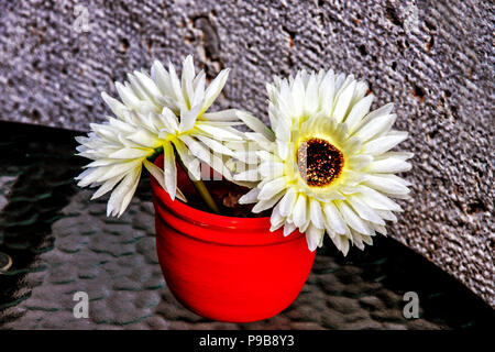 Weiße Blumen Gerber in einem roten Topf Stockfoto