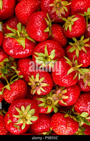 Bio Erdbeeren Hintergrund Reif. Frische, gesunde Beeren Makro. Rot fruchtig Tapete. Stockfoto