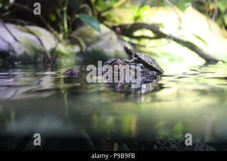 Versenkt Kaiman mit Kopf aus dem Wasser mit einer Schildkröte sitzt auf seinem Kopf Stockfoto