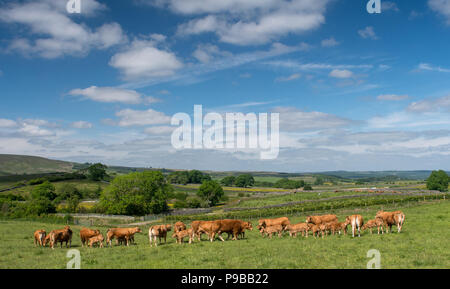 Herde von Limousin Rinder mit Kälbern Beweidung auf die Berggebiete Weide im Wald von Bowland, Lancashire, UK. Stockfoto