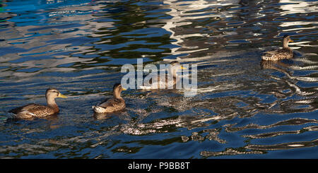 Weibliche Stockenten in Wasser Stockfoto
