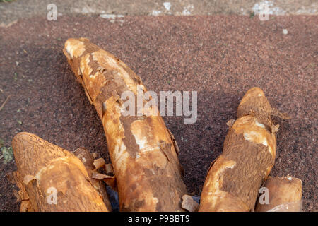 Maniok (Manihot esculenta), mandioc, (Spanisch: mandioca, Guarani: mandi'o), unverarbeitete Wurzeln am Boden, Asuncion, Paraguay Stockfoto