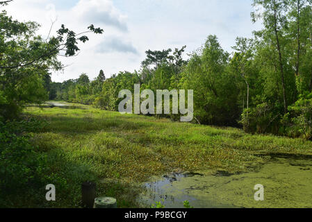 Üppige Pflanzenwachstum in Louisiana bayou im Frühjahr. Stockfoto