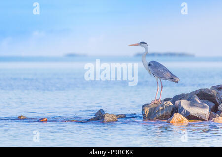 Schönen Graureiher Jagd auf Felsen über Blau und ruhige Lagune in Malediven Insel Stockfoto