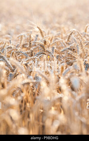 Ein Feld von Reifen goldene Weizen hell durch warmen Abendlicht. Selektive konzentrieren. Kopieren Sie Platz. Stockfoto