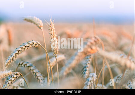 Ein Feld von Reifen goldene Weizen hell durch warmen Abendlicht. Selektive konzentrieren. Kopieren Sie Platz. Stockfoto