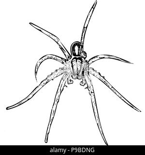Schwarze und weiße Vektorgrafik von Floß Spider von oben. Stock Vektor
