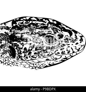 Schwarze und weiße Vektorgrafik der Zauneidechse, seitlich am Kopf nur. Stock Vektor