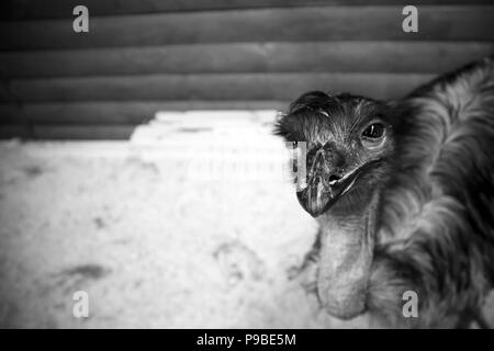 Lustige nette australische Emu in einem hölzernen Käfig am Zoologischen Garten Stockfoto