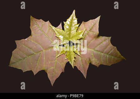 Top der Zweigniederlassung mit kleinen gelben und roten Ahornblätter auf braunem Hintergrund isoliert Stockfoto