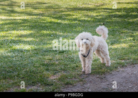 Kleine weisse Pudel Hund stehen im grünen Gras in Portugal Stockfoto