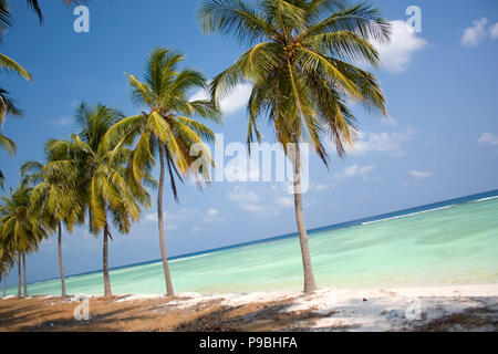 Insel Paradies - Palmen über einem weißen Sandstrand mit türkisfarbenem Wasser hängenden Stockfoto