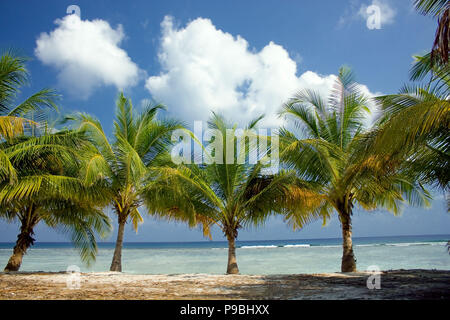 Insel Paradies - Palmen über einem weißen Sandstrand mit türkisfarbenem Wasser hängenden Stockfoto