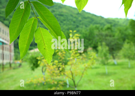 Walnut leaf. Grüne Walnüsse auf dem Baum zusammen. Die jungen grünen Blätter von Nussbaum im Garten. Hintergrund Der grüne Blätter auf dem Trunk von einem Apfelbaum. Stockfoto