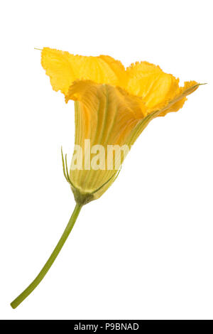 Squash-Blüte isoliert auf weißem Hintergrund Stockfoto
