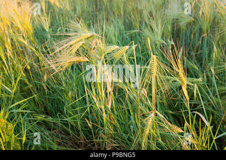Windblown Weizenfelder und wilde Gräser in der Nähe, Vareilles, La Souterraine, Creuse, Nouvelle Aquitaine, Frankreich Stockfoto