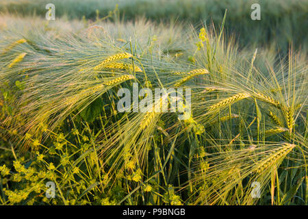 Windblown Weizenfelder und wilde Gräser in der Nähe, Vareilles, La Souterraine, Creuse, Nouvelle Aquitaine, Frankreich Stockfoto