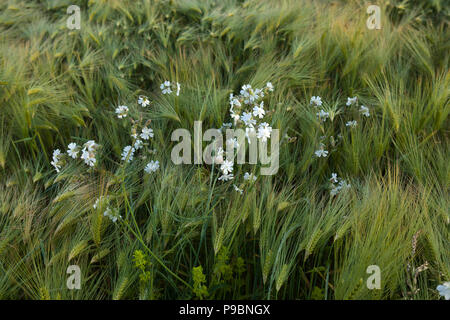 Windblown Weizenfelder und wilde Gräser in der Nähe, Vareilles, La Souterraine, Creuse, Nouvelle Aquitaine, Frankreich Stockfoto