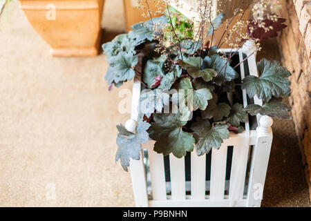 Coral Bell Pflanze, Heuchera hybrid, mit Blumen, verbracht in einem weißen Lattenrost aus Holz Pflanzerkasten sitzen auf einer Veranda. Stockfoto