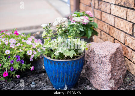 Gemeinsame schafgarbe Achillea millefolium, eine krautige Staude, wachsen in einem Blumentopf aus Keramik. Stockfoto