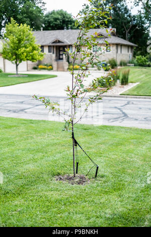 Eine neu gepflanzt und gepfählt crabapple Tree, Malus, in einen Rasen; Wiesenlieschgras. Wichita, Kansas, USA Stockfoto