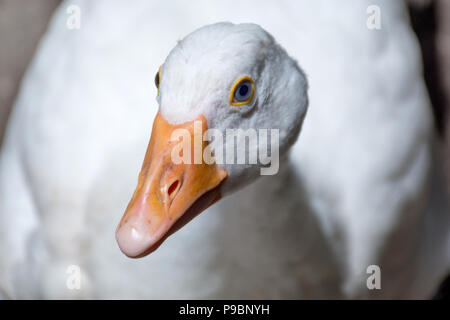 Niedlich gans Porträt und Kopf mit orangefarbenen Schnabel und verschwommenen Hintergrund. Haustier Konzept. Close Up, selektiver Fokus Stockfoto