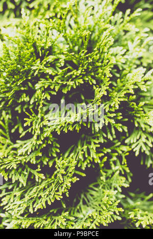 Nahaufnahme von einem Zweig von thuja Baum; Natur Hintergrund Stockfoto