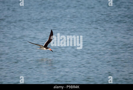 Herde der Schwarzen skimmer Seeschwalben Rynchops niger am Strand von Clam Pass in Naples, Florida Stockfoto