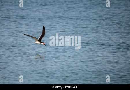 Herde der Schwarzen skimmer Seeschwalben Rynchops niger am Strand von Clam Pass in Naples, Florida Stockfoto