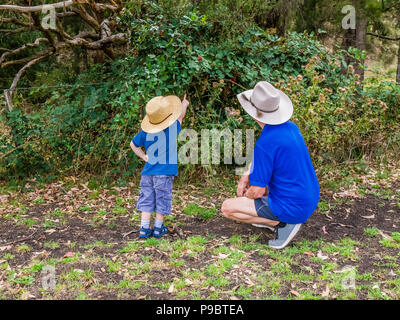 Kleiner Junge in der australischen Landschaft, sein Großvater, wo die Brombeeren sind. Stockfoto