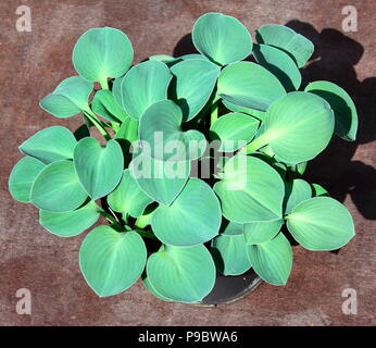 Die Hosta 'Blue Mouse Ears', die Teil der Britischen Nationalen Sammlung von J Hogarth esquire gehalten. Stockfoto